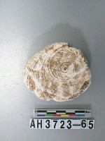 藏品(小型螺蓋製貝刮器)的圖片